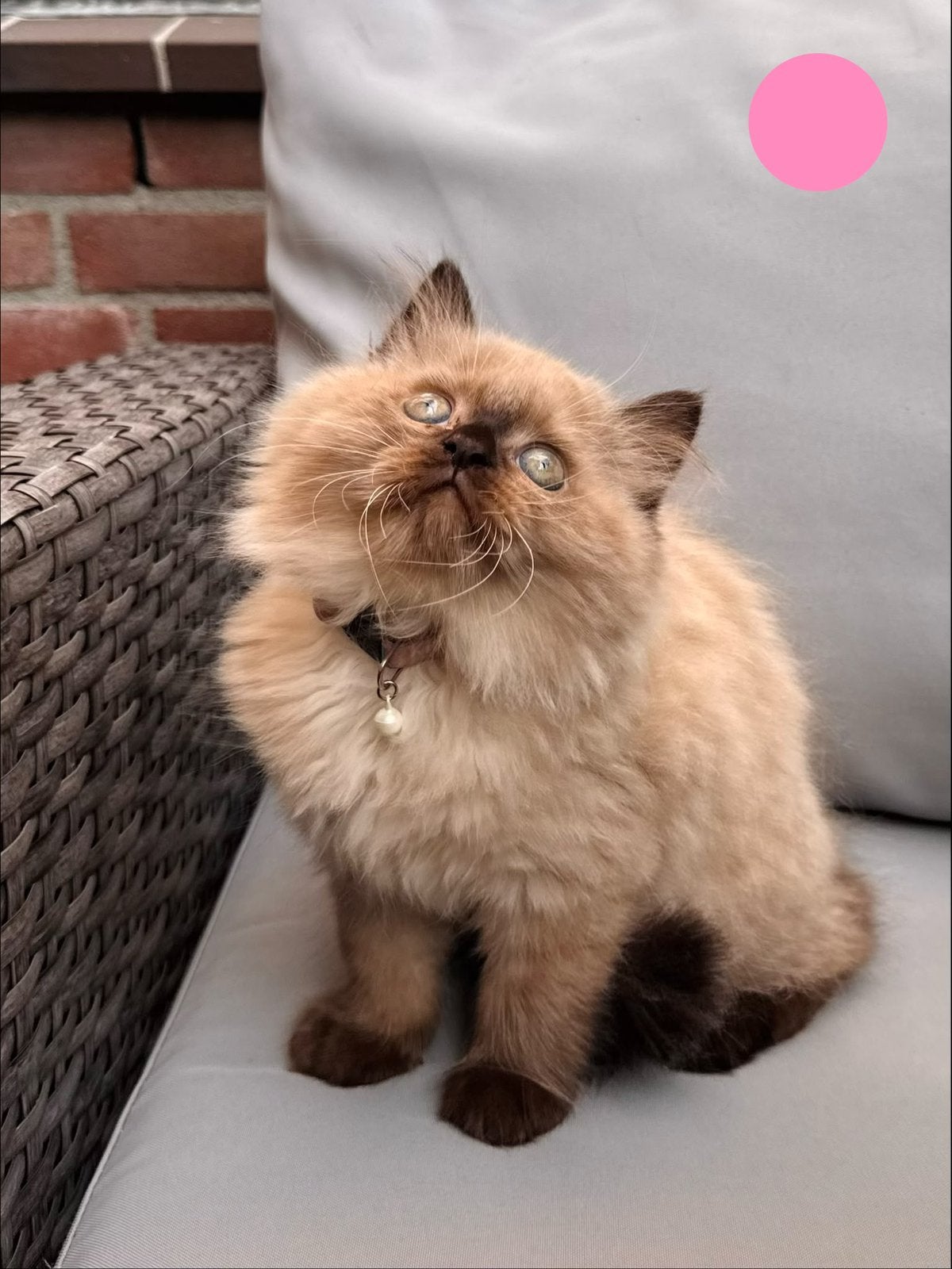 Ragdoll × Perzische kittens Nog 2 poesjes beschikbaar, Meerdere dieren, Ontwormd, 0 tot 2 jaar
