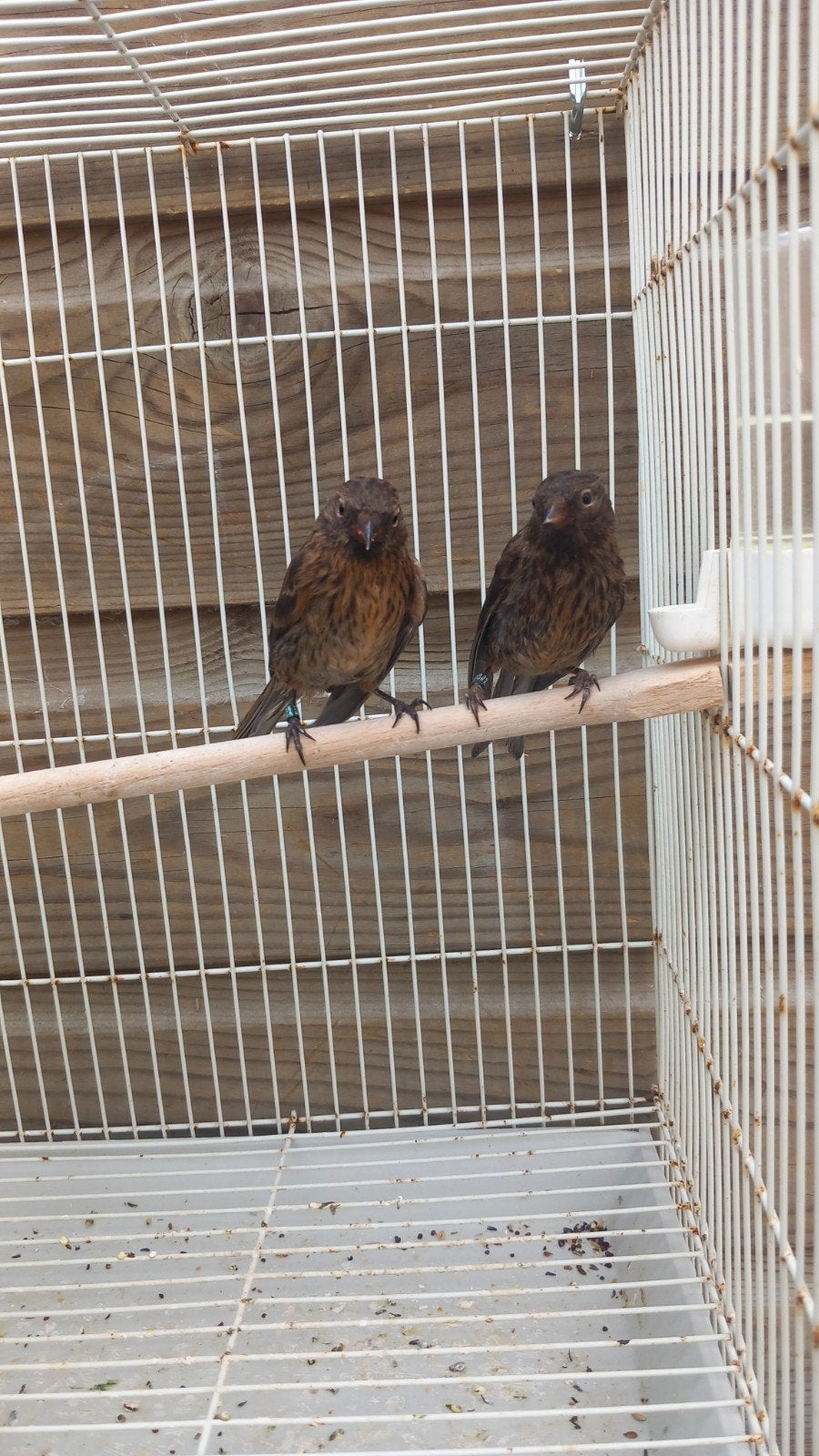 Kleine barmsijzen van 2026, Geslacht onbekend, Wildzangvogel, Geringd