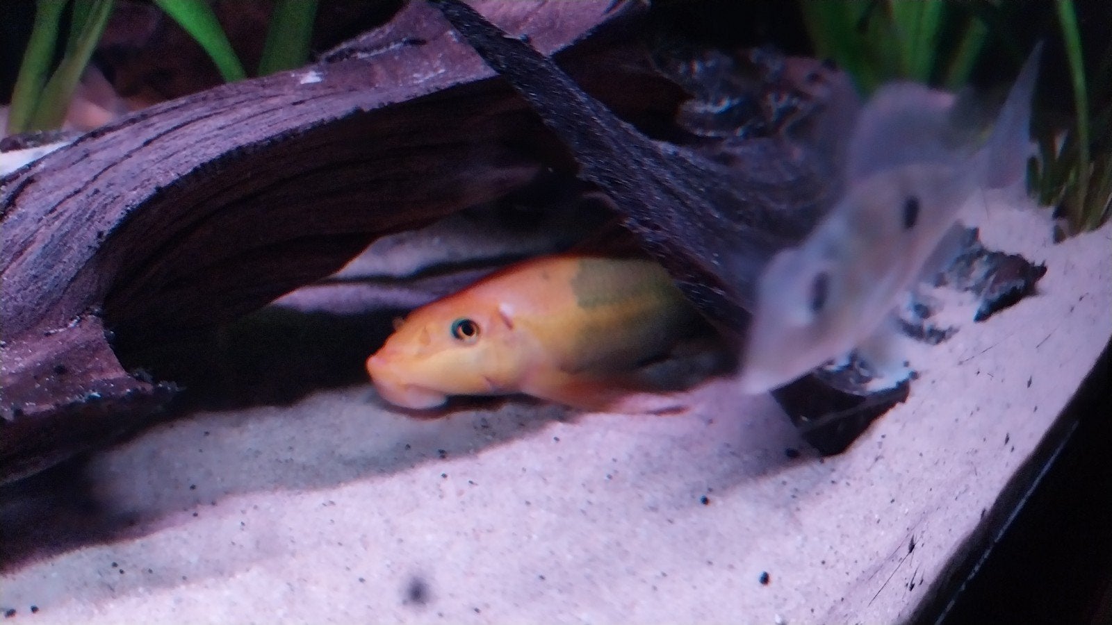 Gyrinocheilus aymonieri chinese algeneter, Dieren en Toebehoren, Vissen | Aquariumvissen, Vis, Zoetwatervis