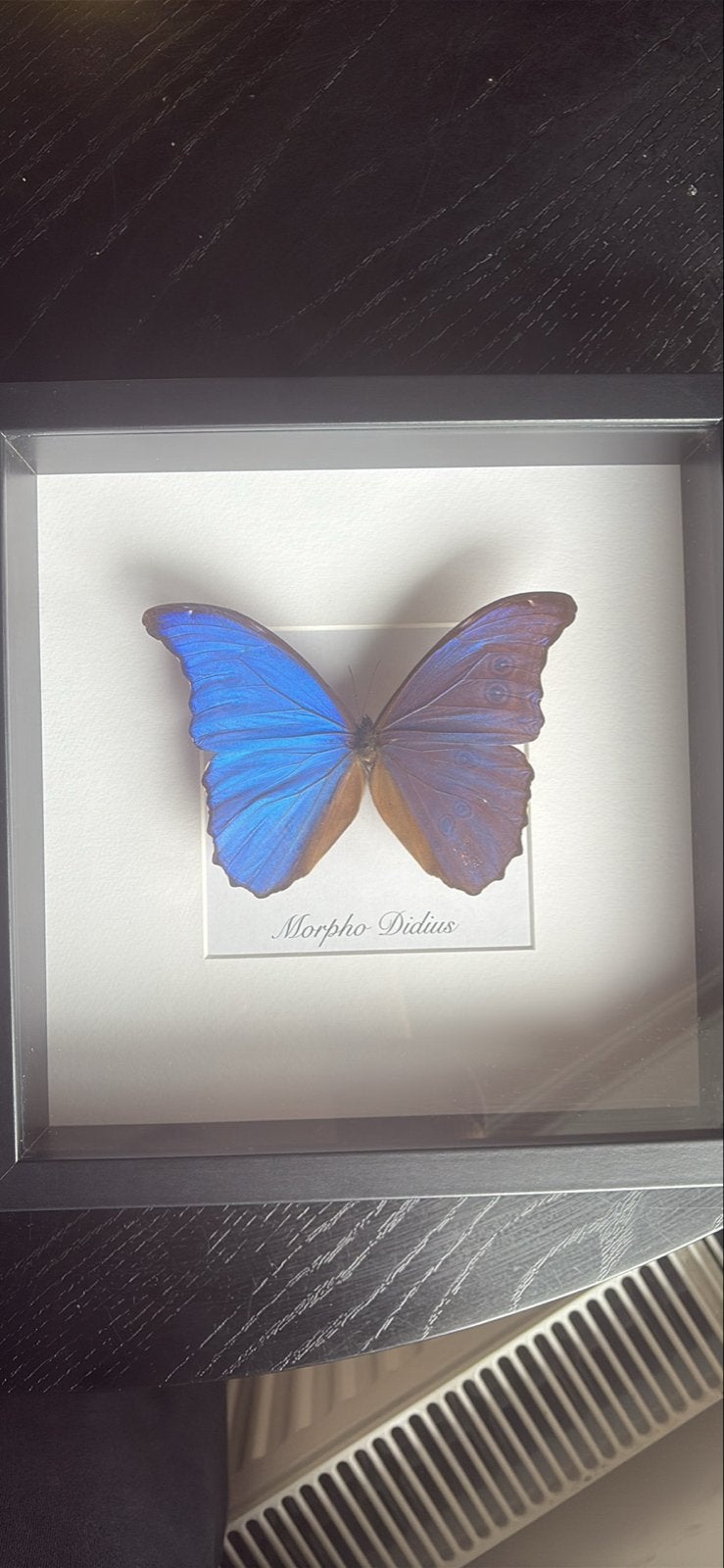 Ingelijste Morpho Didius vlinder - Prachtige decoratie, Ophalen of Verzenden, Zo goed als nieuw, Insect, Opgezet dier