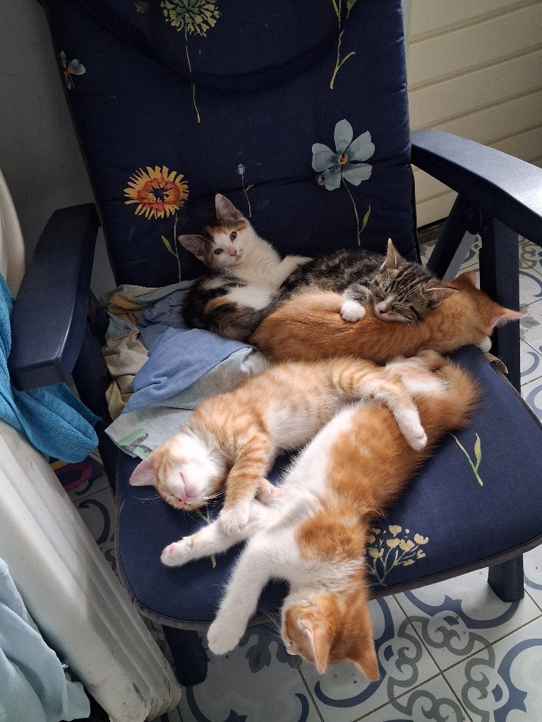 te koop kittens, Dieren en Toebehoren, Katten en Kittens | Overige Katten, Meerdere dieren, Kortharig, 0 tot 2 jaar