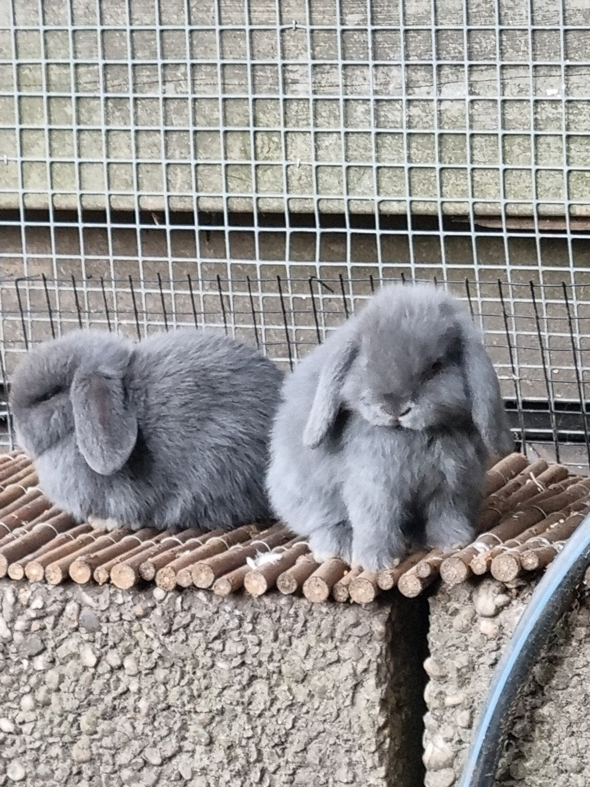Jonge hangoor konijntjes, Dieren en Toebehoren, Konijnen, Meerdere dieren, Hangoor