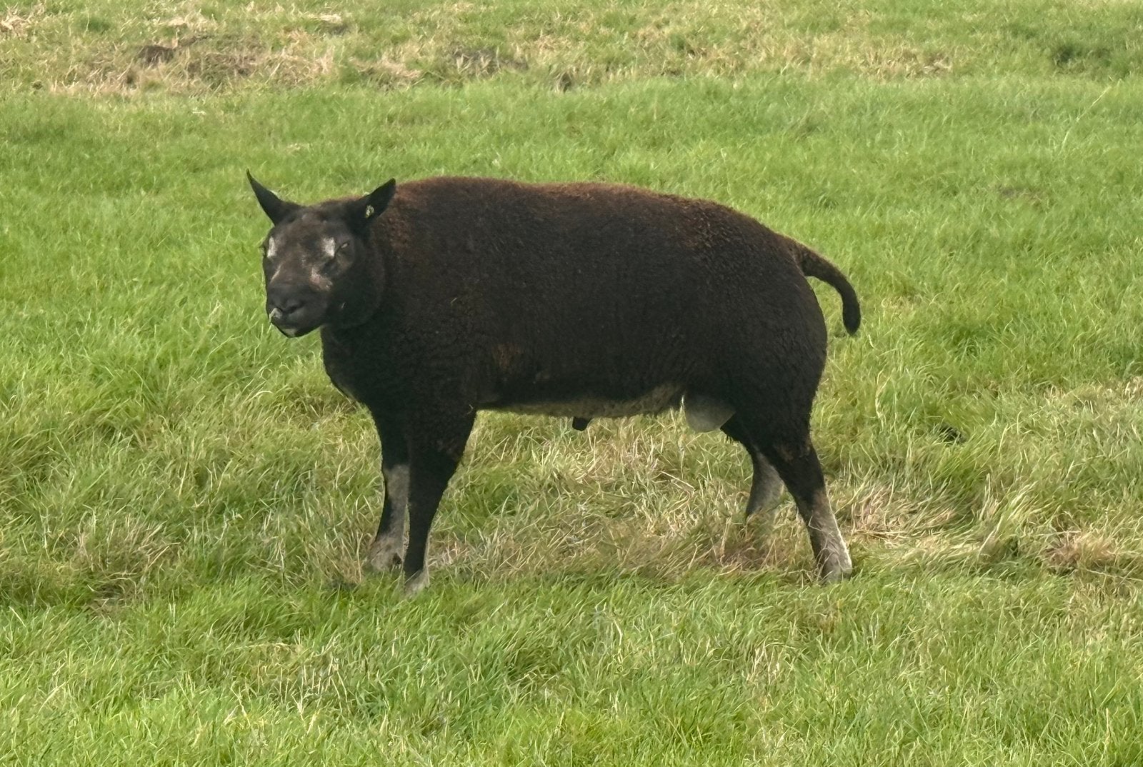 Stamboek 1,5 jarige dekram Dassenkop – ARR/ARR – zwoegervrij, Dieren en Toebehoren, Mannelijk, Schaap, 0 tot 2 jaar