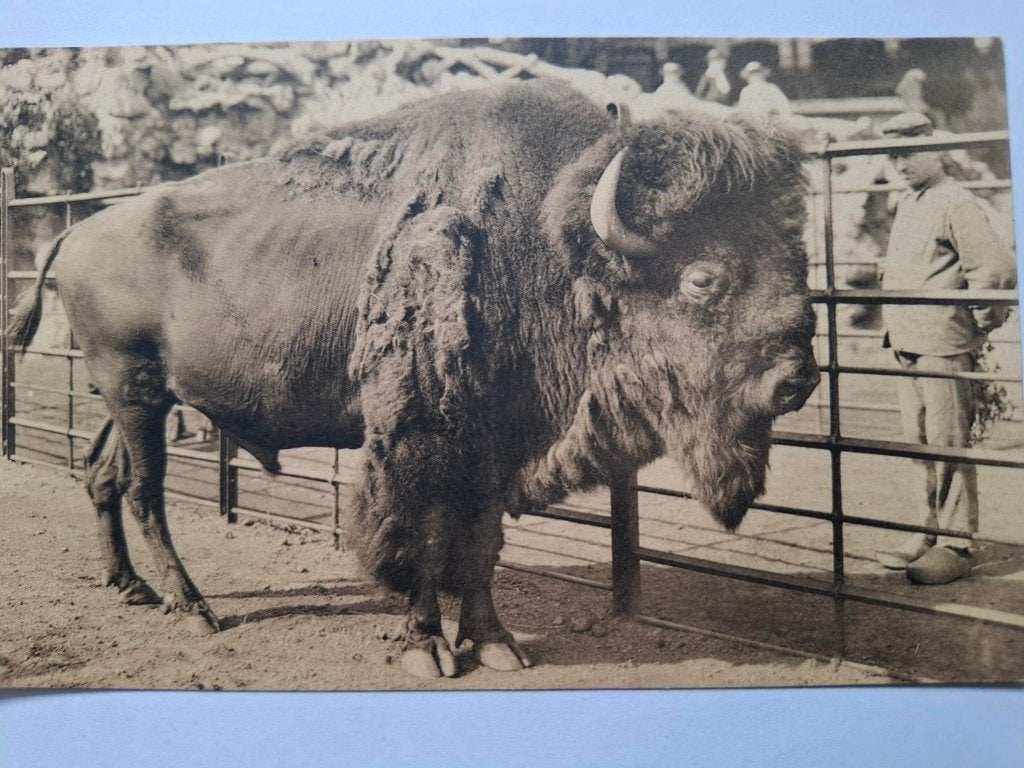 Zoo, Ophalen of Verzenden, 1920 tot 1940, Ongelopen, Wild dier
