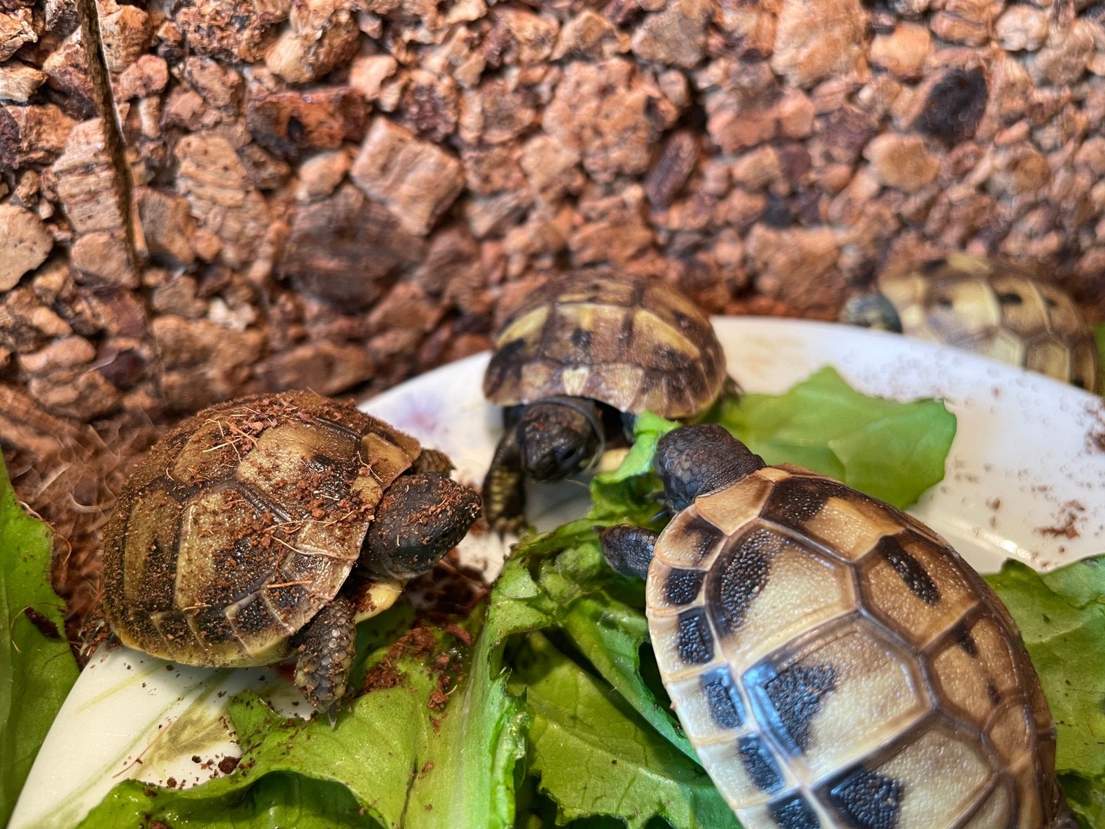 Griekse landschildpad baby, Schildpad, 0 tot 2 jaar