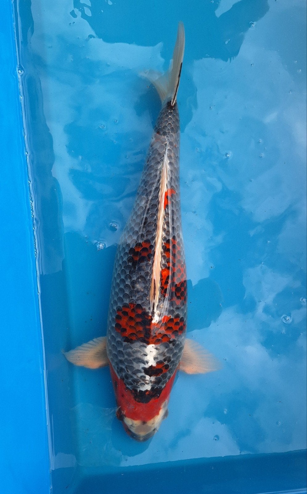 koi Beni Ginga 45 cm, Dieren en Toebehoren, Vissen | Vijvervissen, Karper of Koi
