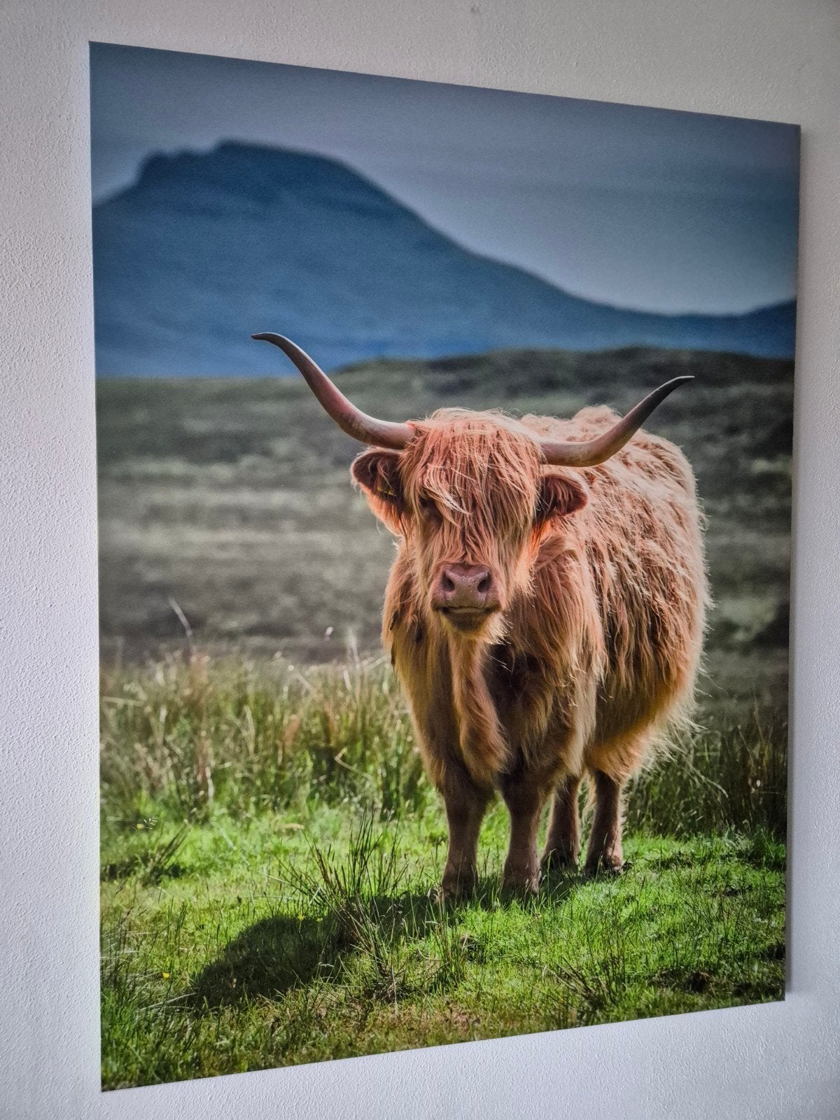 Schotse Hooglander Canvas - 120x180cm, Ophalen, Zo goed als nieuw, 75 tot 100 cm, Foto of Poster