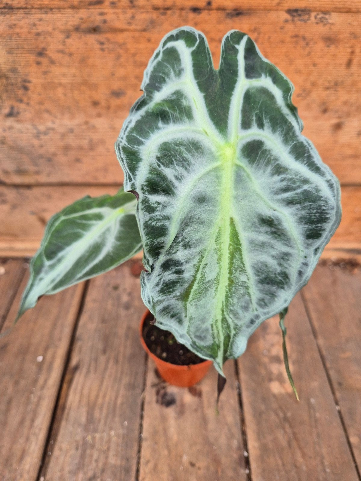 Alocasia Venom p8 (A)