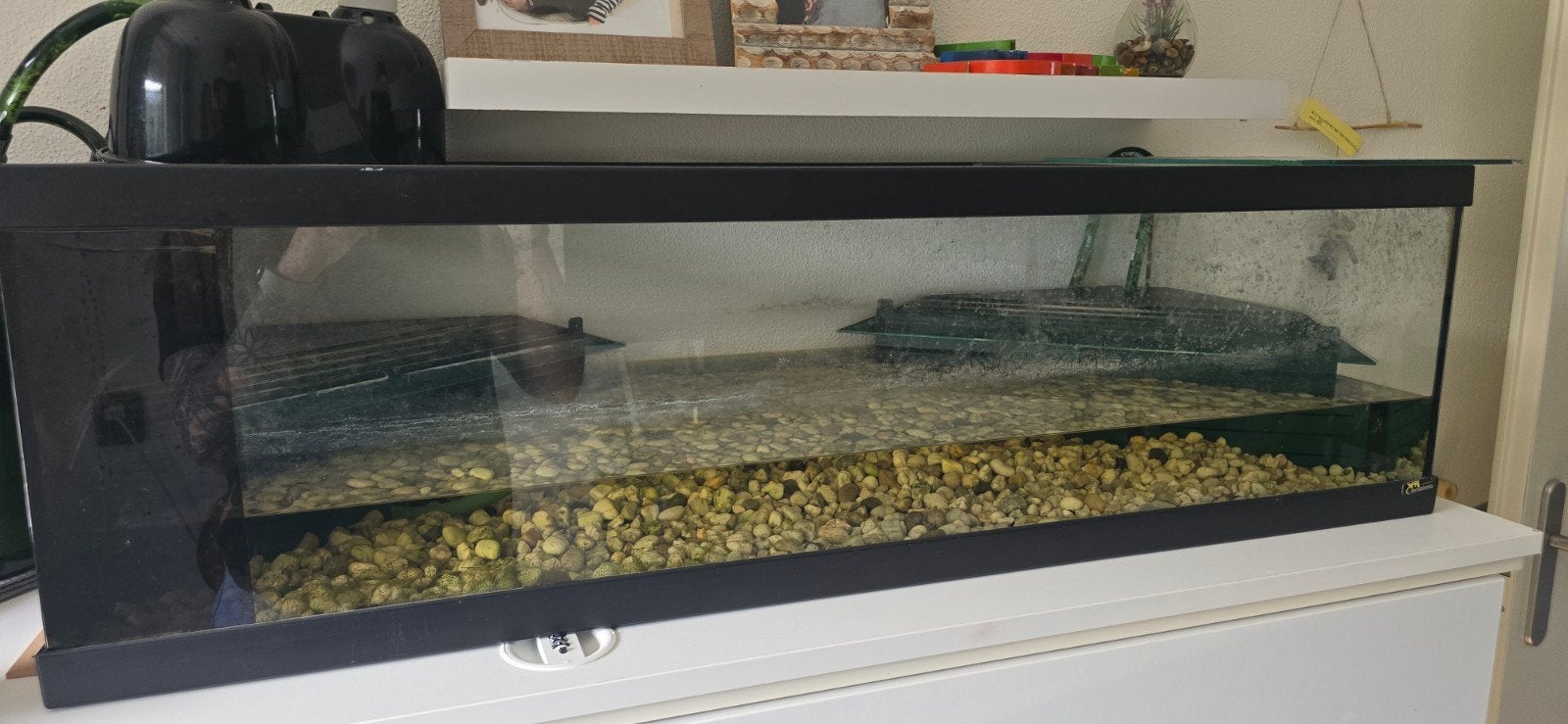 Waterschildpad verblijf, Ophalen