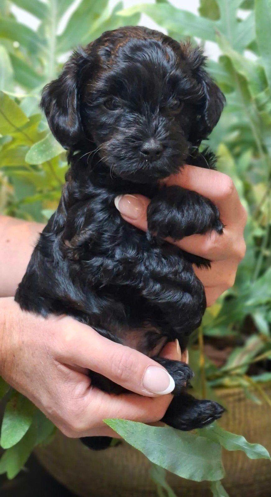 ️ EXCLUSIEVE KLEIN BLIJVENDE YORKoIPOO PUPS️, Overige rassen, 8 tot 15 weken, CDV (hondenziekte), Meerdere