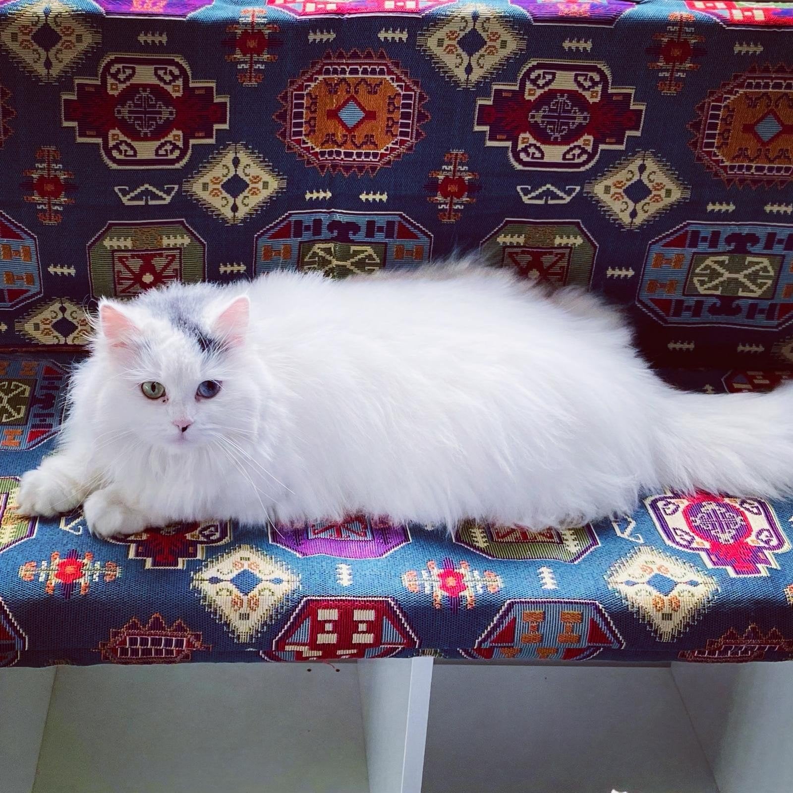 Liefdevol tehuis gezocht voor onze poes Misha, Poes