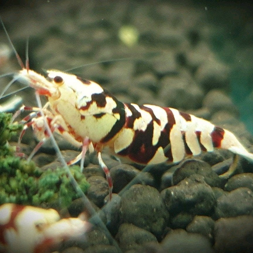 RED FANCY TIGER GARNALEN  /  CARIDINA GARNAAL, Zoetwatervis, Schoolvis