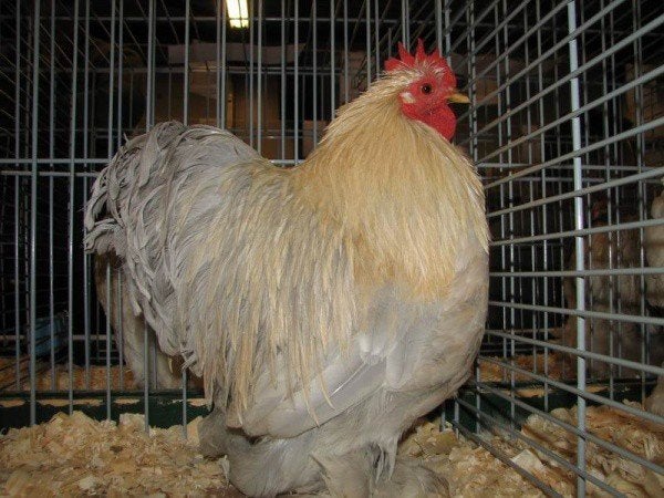 GEZOCHT: Cochin kriel, Dieren en Toebehoren, Pluimvee, Vrouwelijk, Kip