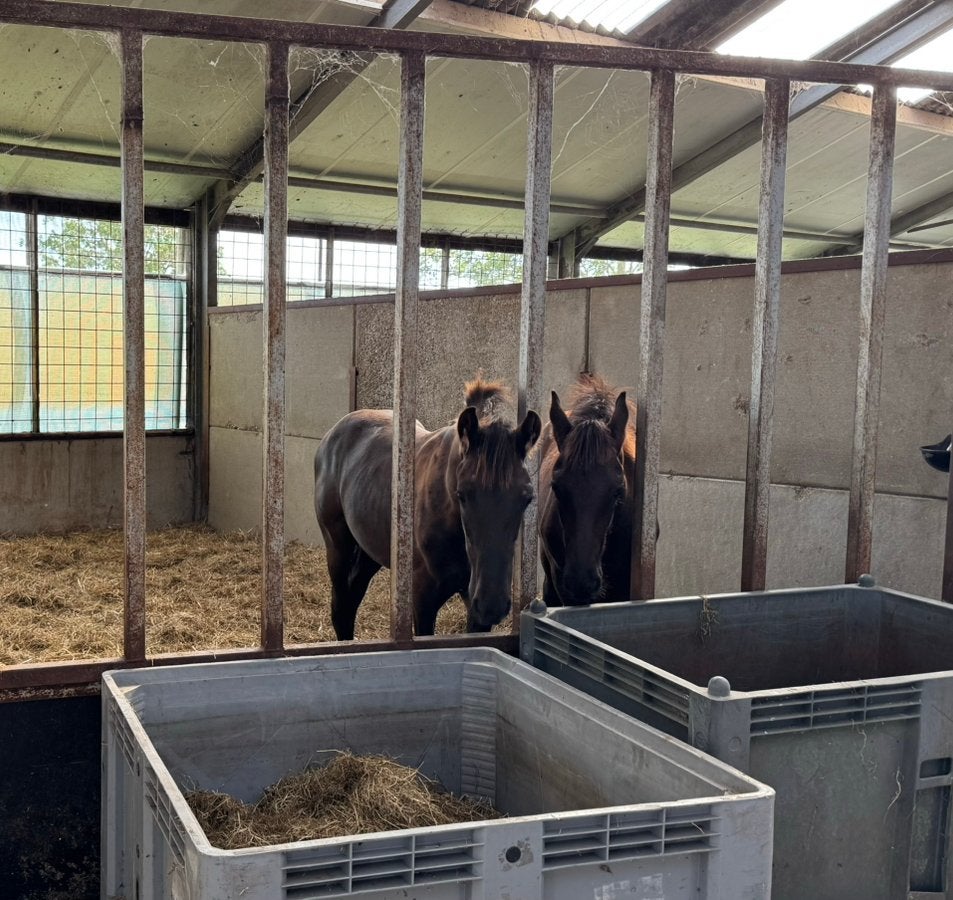 1 plekje vrij in kleinschalige opfok, Dieren en Toebehoren, Opfok