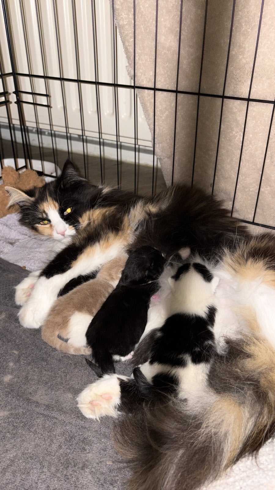 Lieve kittens (half MaineCoon) zoeken een huisje!, Dieren en Toebehoren, Katten en Kittens | Overige Katten, Meerdere dieren