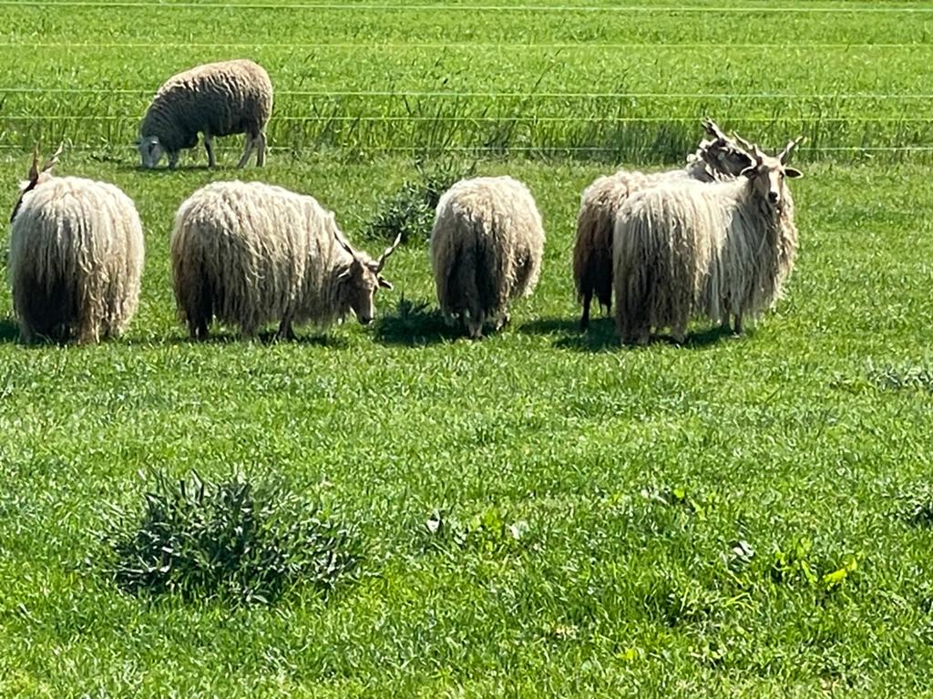 5 mooie racka schapen, Dieren en Toebehoren, Vrouwelijk, Schaap
