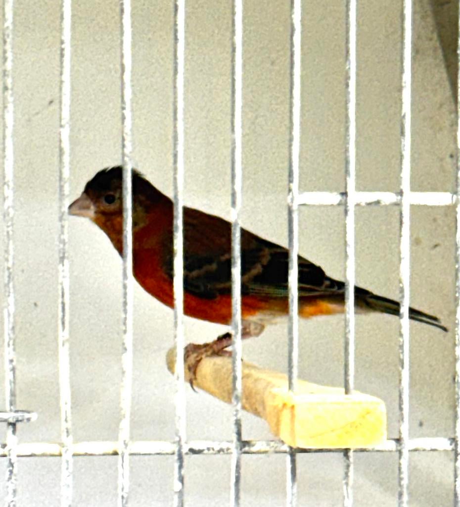 Te Koop F1 (Kapoetsijs x Kanarie) 2025, Dieren en Toebehoren, Vogels | Overige Vogels, Mannelijk, Wildzangvogel, Geringd