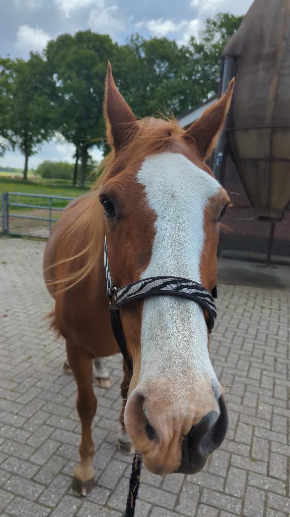 Stalling en weidegang gezocht regio Haaksbergen, Weidegang, 1 paard of pony