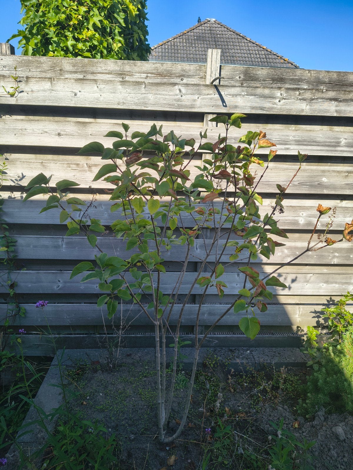 Sering meerstammige paars bloeiend, Tuin en Terras, Overige soorten, Lente, 100 tot 250 cm, Ophalen