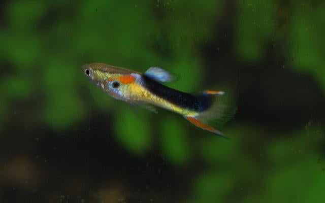 Hobbyaquarium Poec Wingei Tuxedo Yellow  m endler mix, Vis, Zoetwatervis, Schoolvis