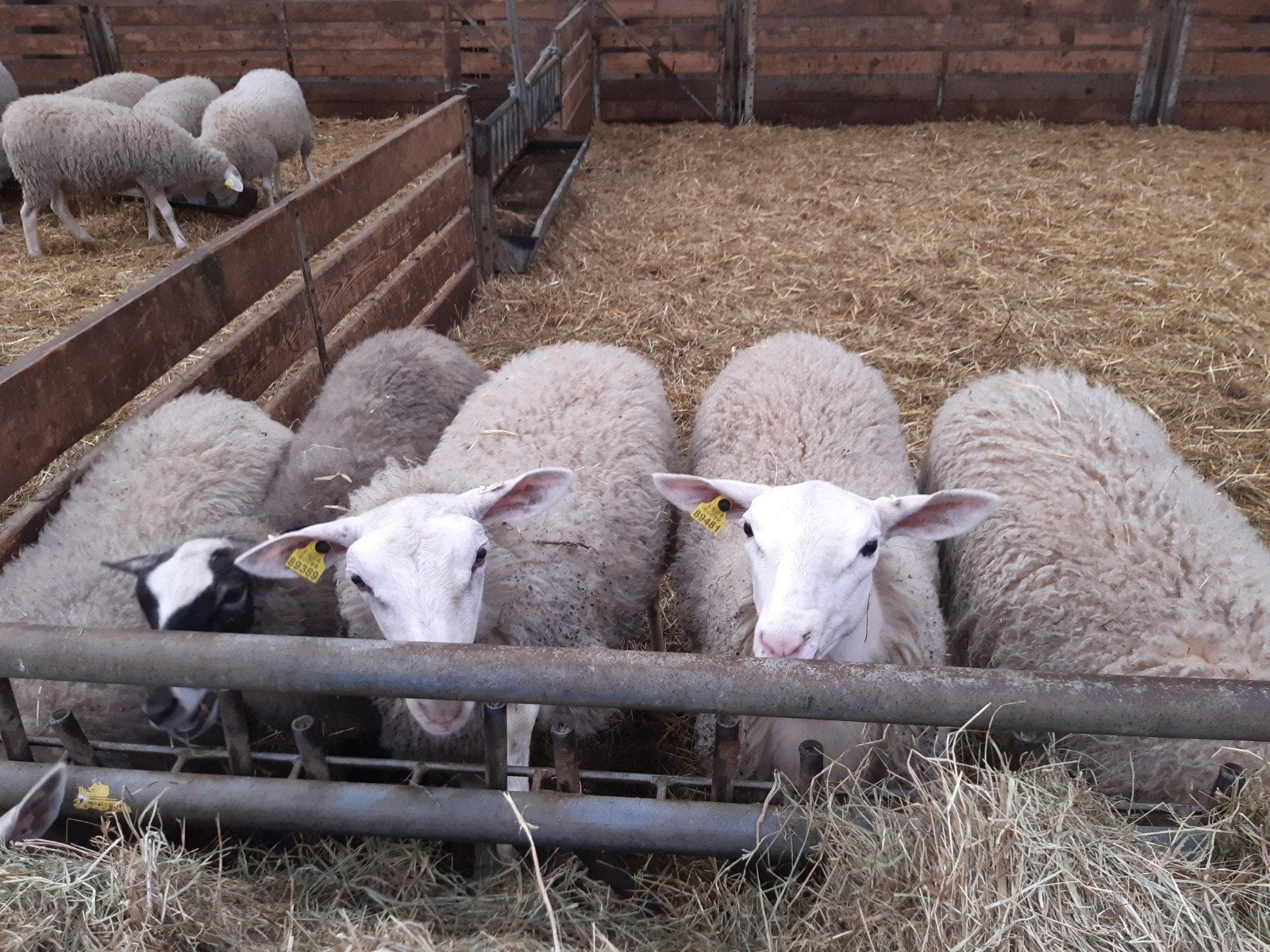 Schapen inra 401, Mannelijk, Schaap