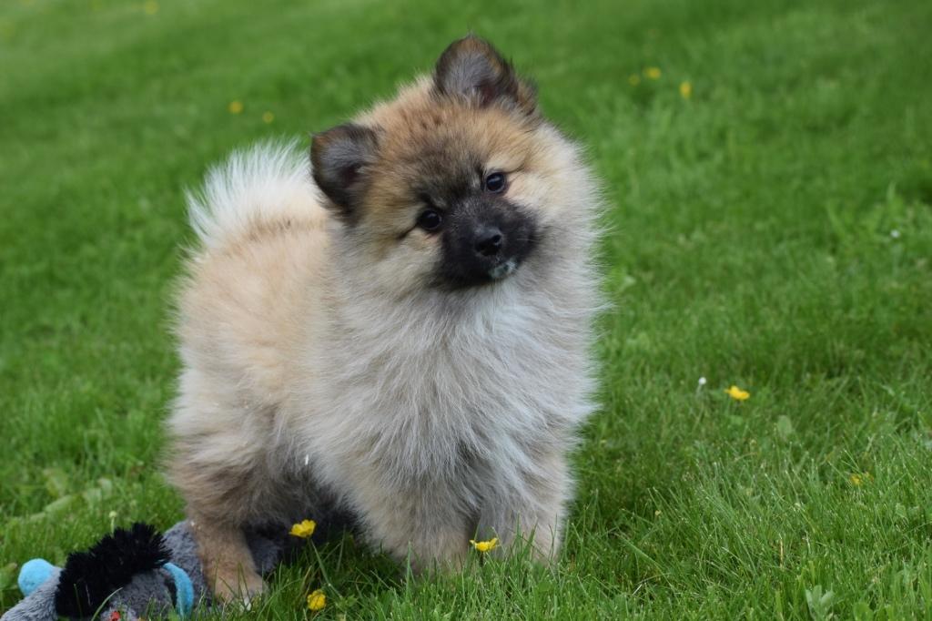 Keeshond dwergkees Spitz Pomeriaan pups, België, Keeshond, 8 tot 15 weken, Meerdere