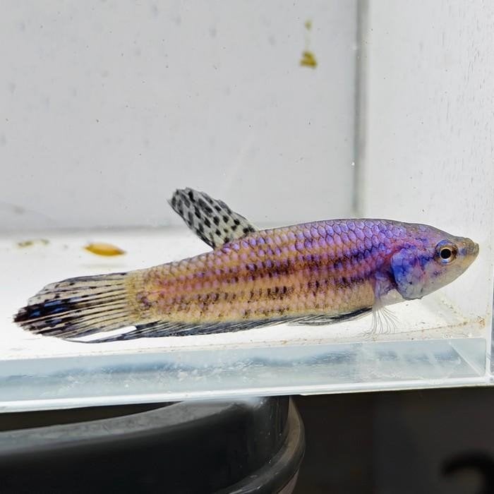 21 Betta spec. alien (man), Vis