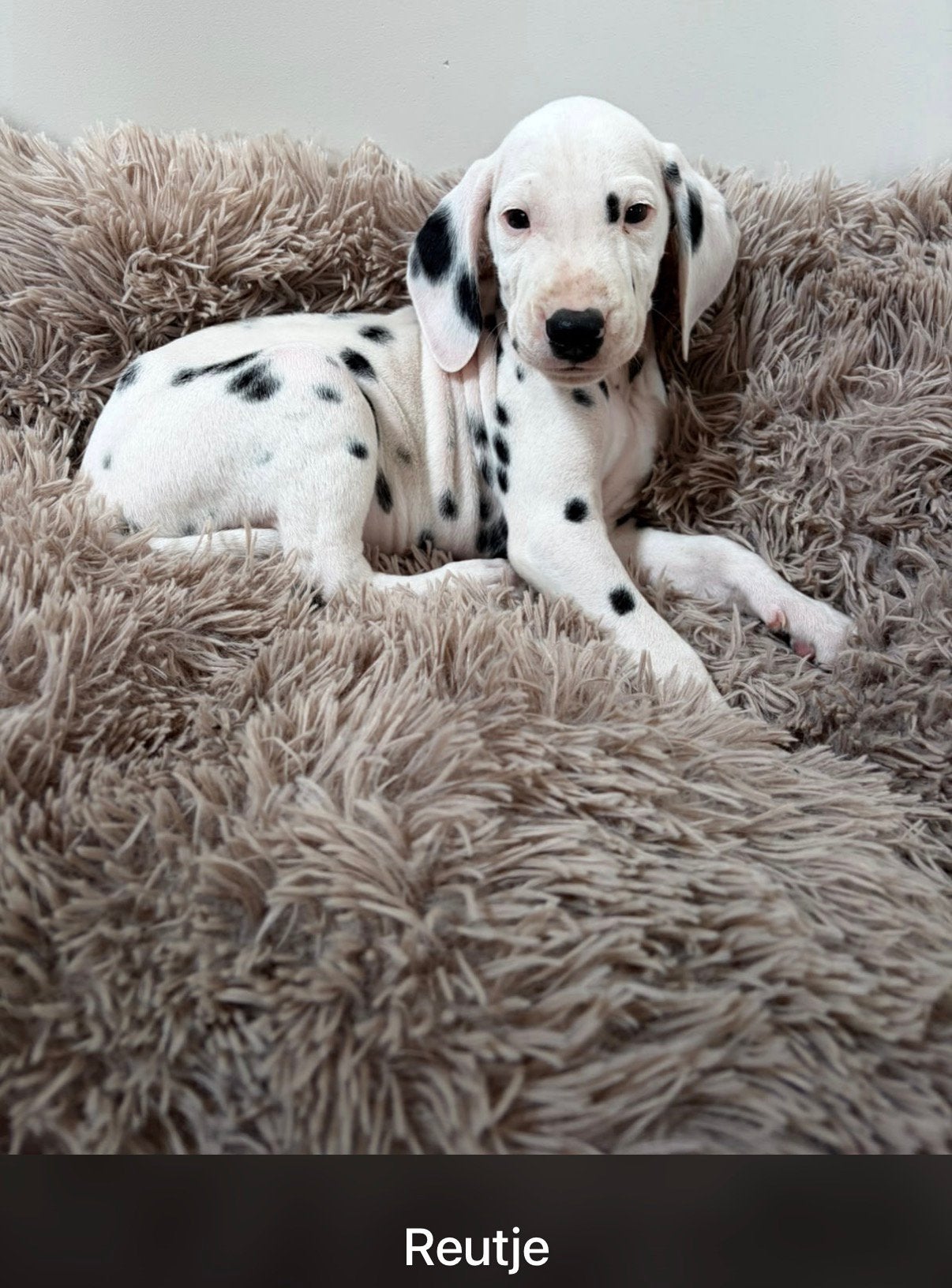 Dalmatiërs puppys, Dieren en Toebehoren, Parvo, Overige rassen, 8 tot 15 weken, Meerdere