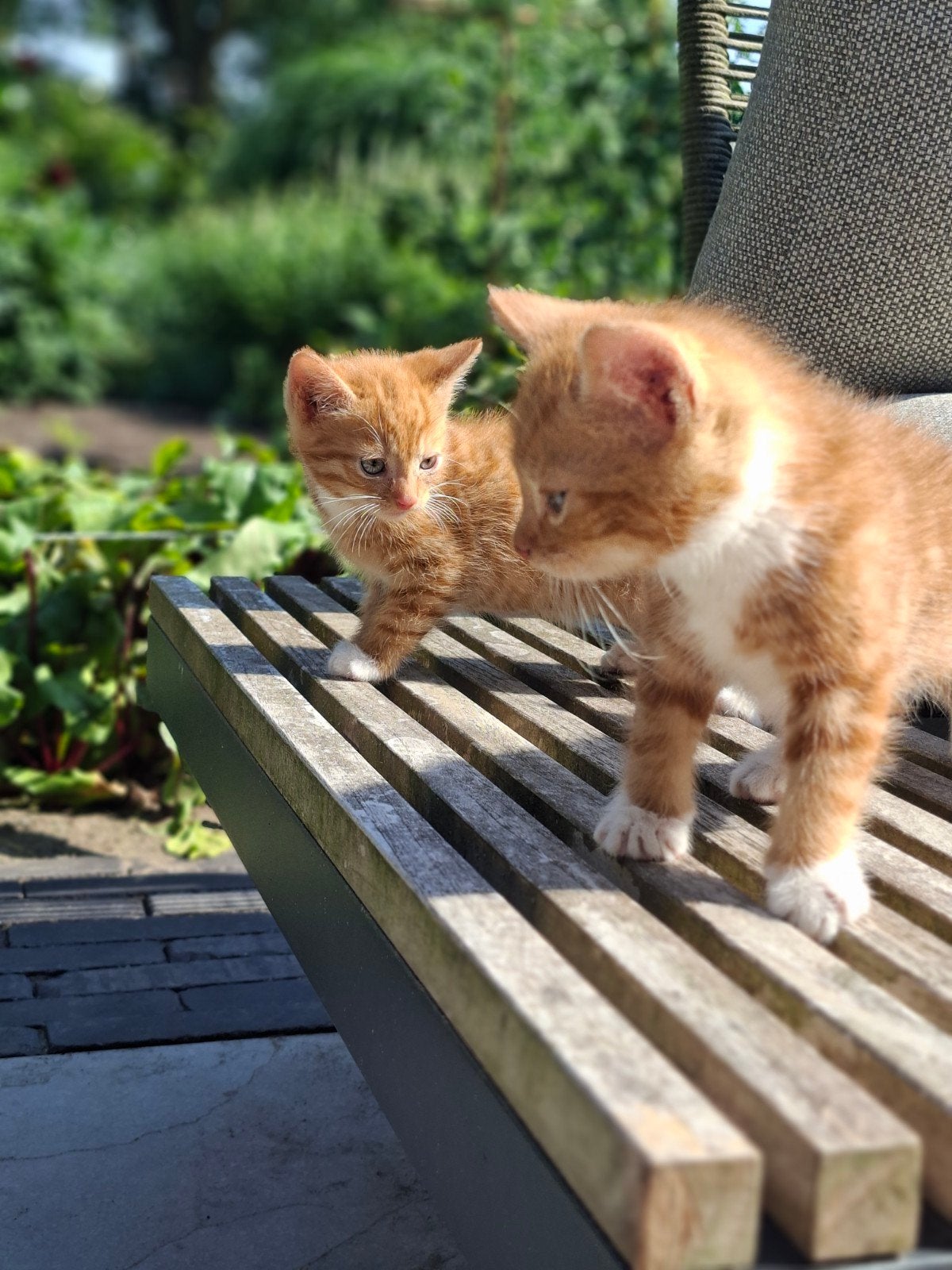 Lieve sociale Kittens, Dieren en Toebehoren, Katten en Kittens | Overige Katten, Meerdere dieren