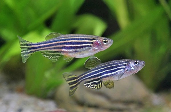 Aquariumvissen bij Sierviskwekerij Gert Kupers, Dieren en Toebehoren, Vis, Zoetwatervis
