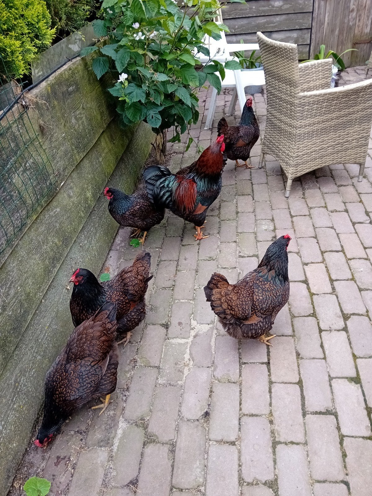 Broedeieren te koop van de Barneveldse kippen dubbel gezoomd, Dieren en Toebehoren, Pluimvee, Geslacht onbekend, Kip