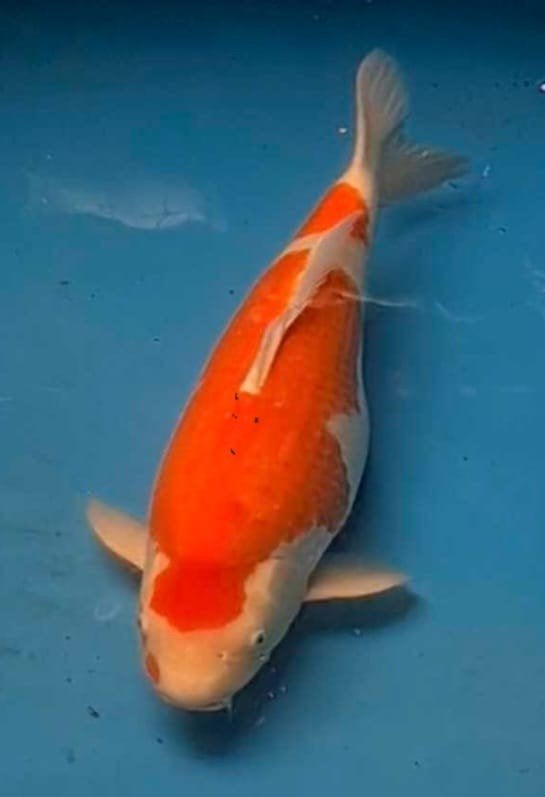 Kohaku, Dieren en Toebehoren, Vissen | Vijvervissen, Karper of Koi