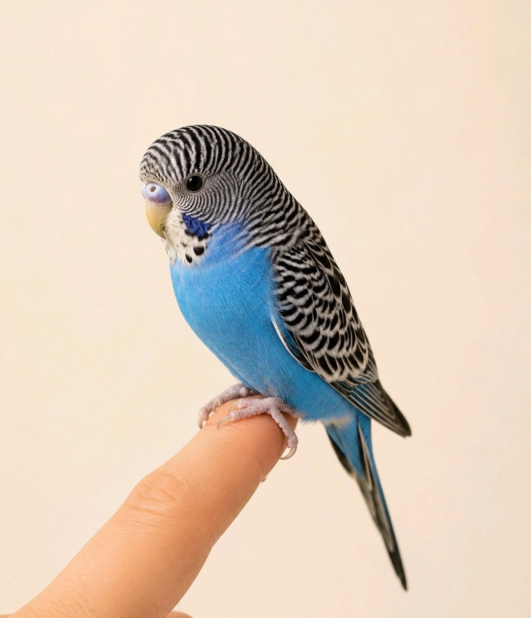 Jonge grasparkiet man, Dieren en Toebehoren, Vogels | Parkieten en Papegaaien, Mannelijk, Parkiet, Tam