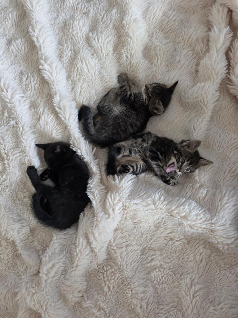 SUPERLIEVE SOCIALE HALF BENGAALSE KITTENS, Dieren en Toebehoren