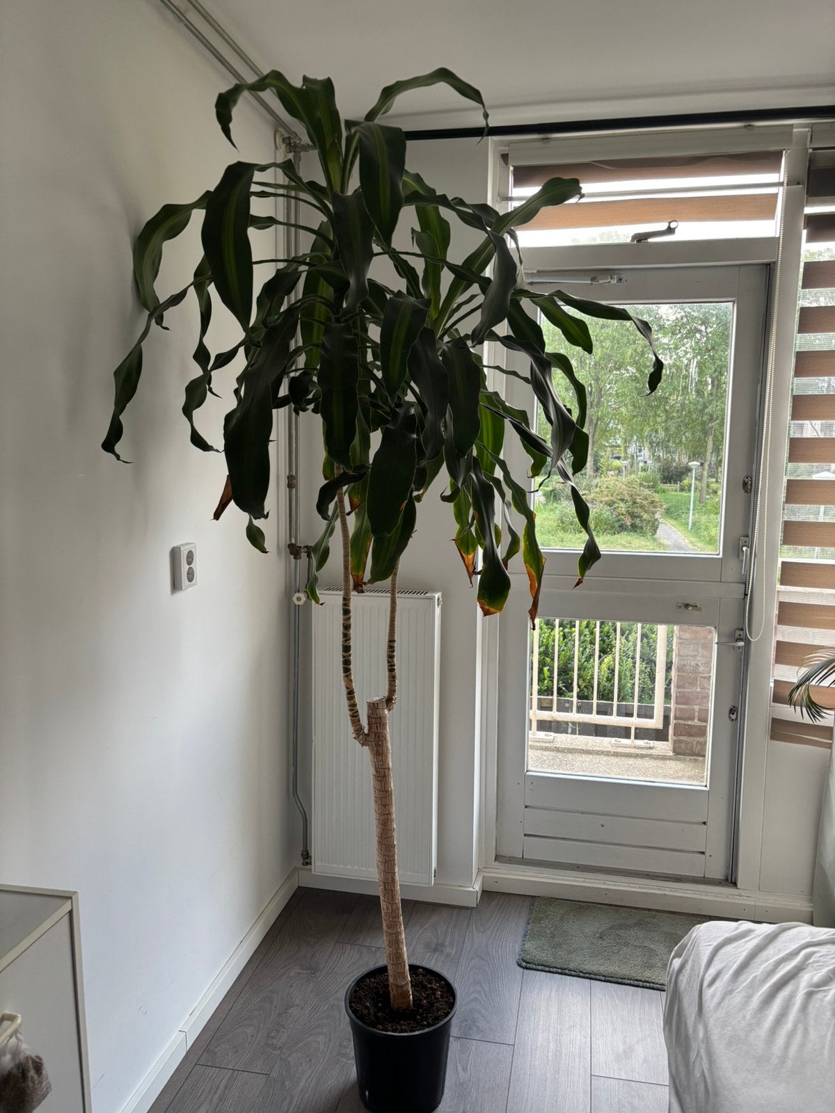 Palmboom, Ophalen, Halfschaduw, 200 cm of meer