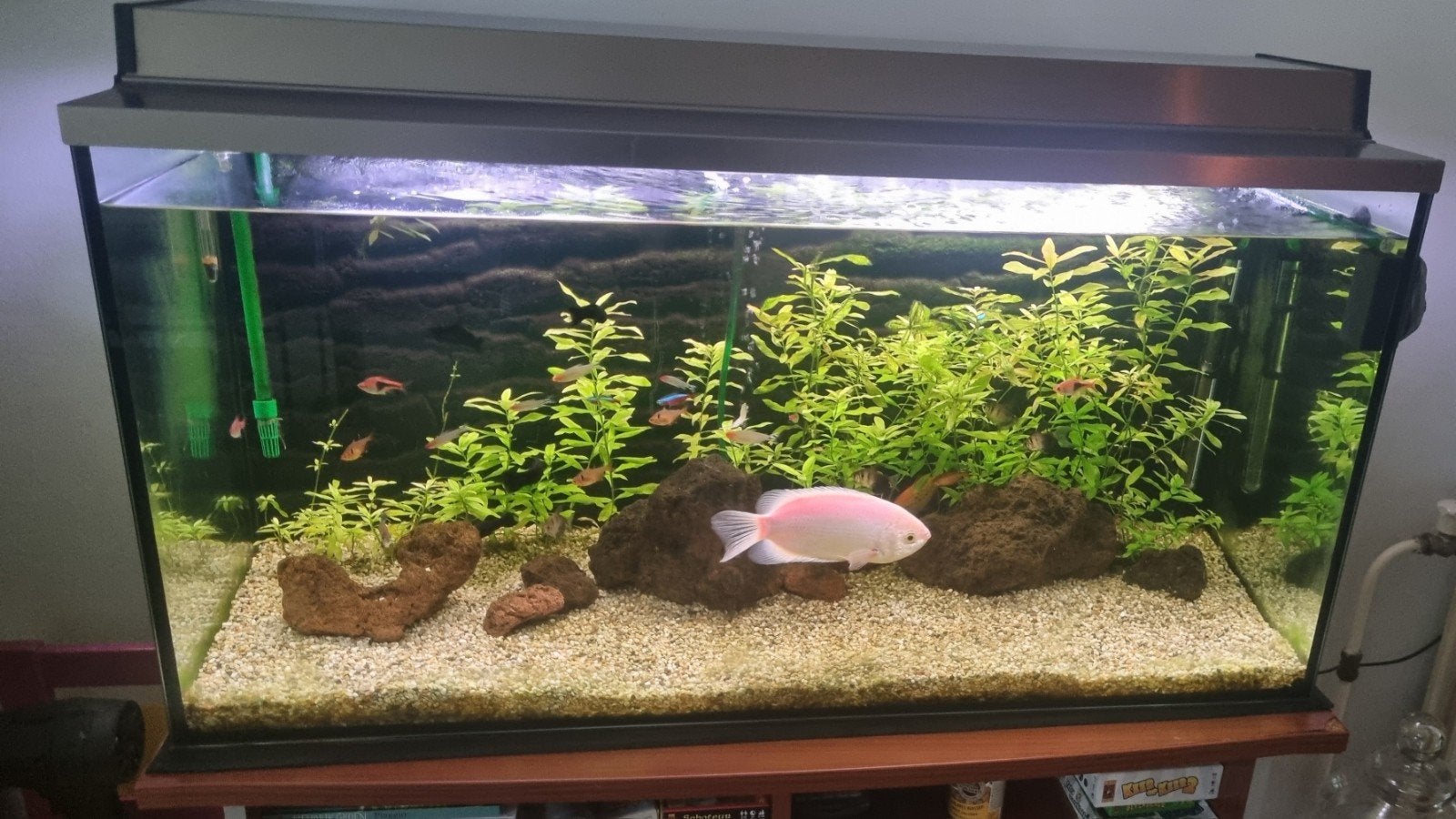 Aquarium compleet met toebehoren en vissen, Dieren en Toebehoren, Ophalen, Gevuld zoetwateraquarium