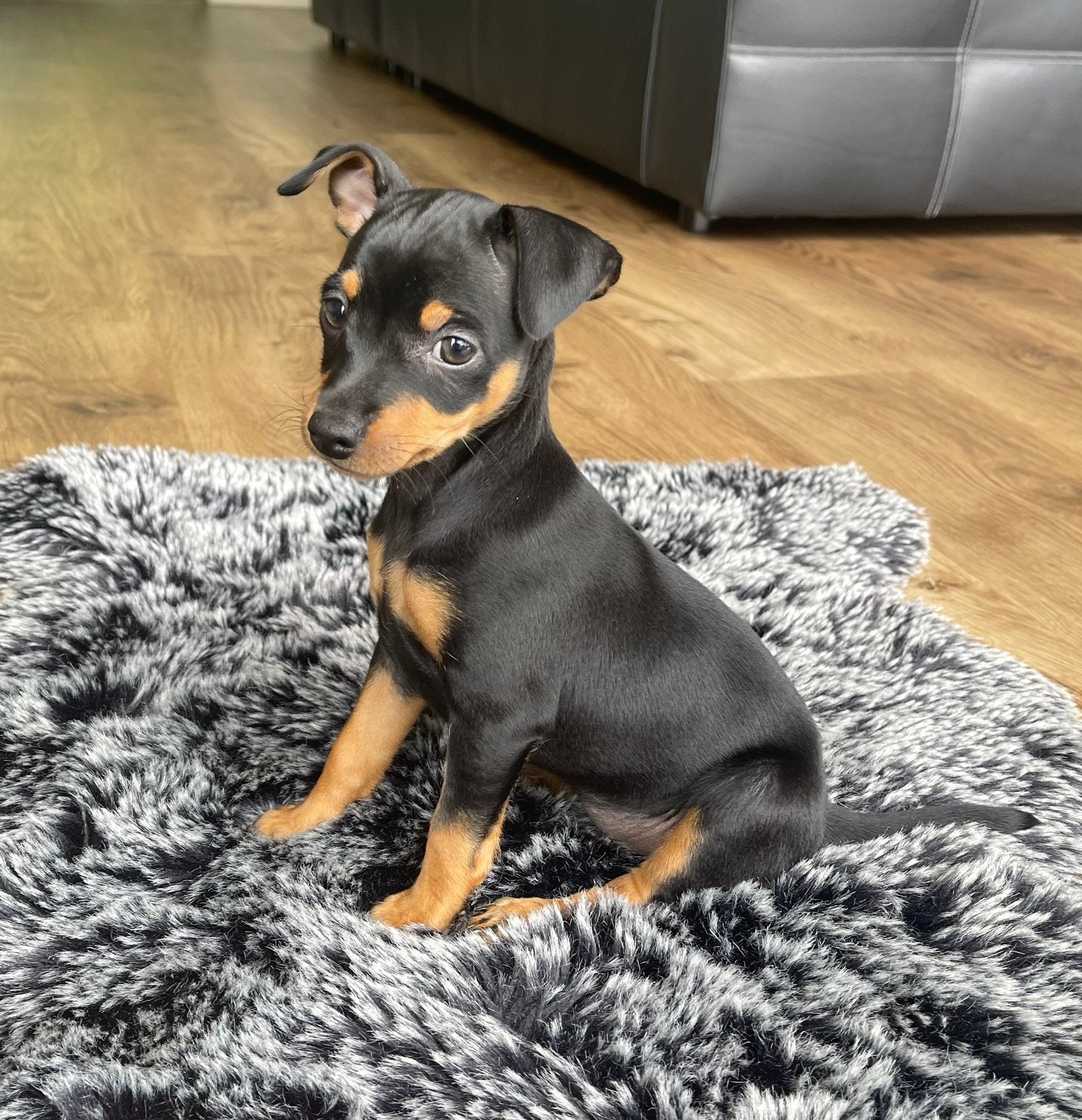 Nog 1 teefje Dwerg Pinscher pup beschikbaar, Parvo, 8 tot 15 weken, Meerdere, Meerdere dieren