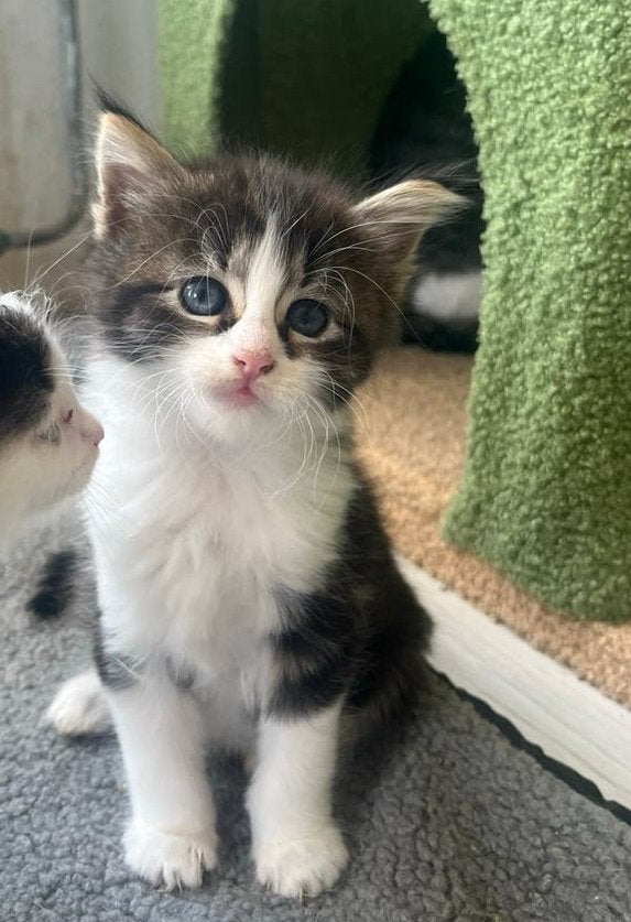 Maine Coon X kitten poesjes, Dieren en Toebehoren, Katten en Kittens | Raskatten | Korthaar, Poes