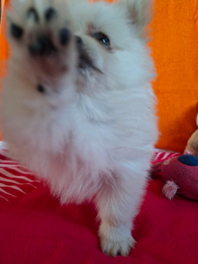 Pomeriaan  pup kruizing, Dieren en Toebehoren, Reu, 8 tot 15 weken, Eén hond, Nederland