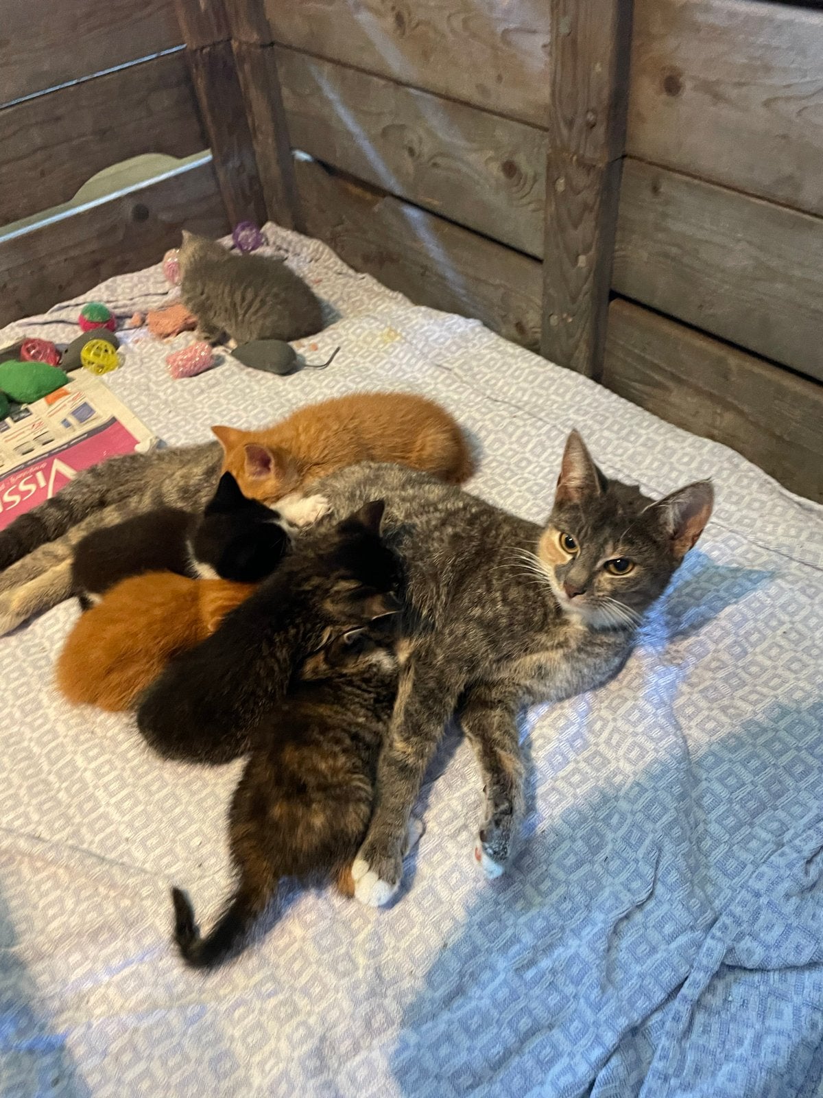 Nestje met jonge katjes (kittens), Poes