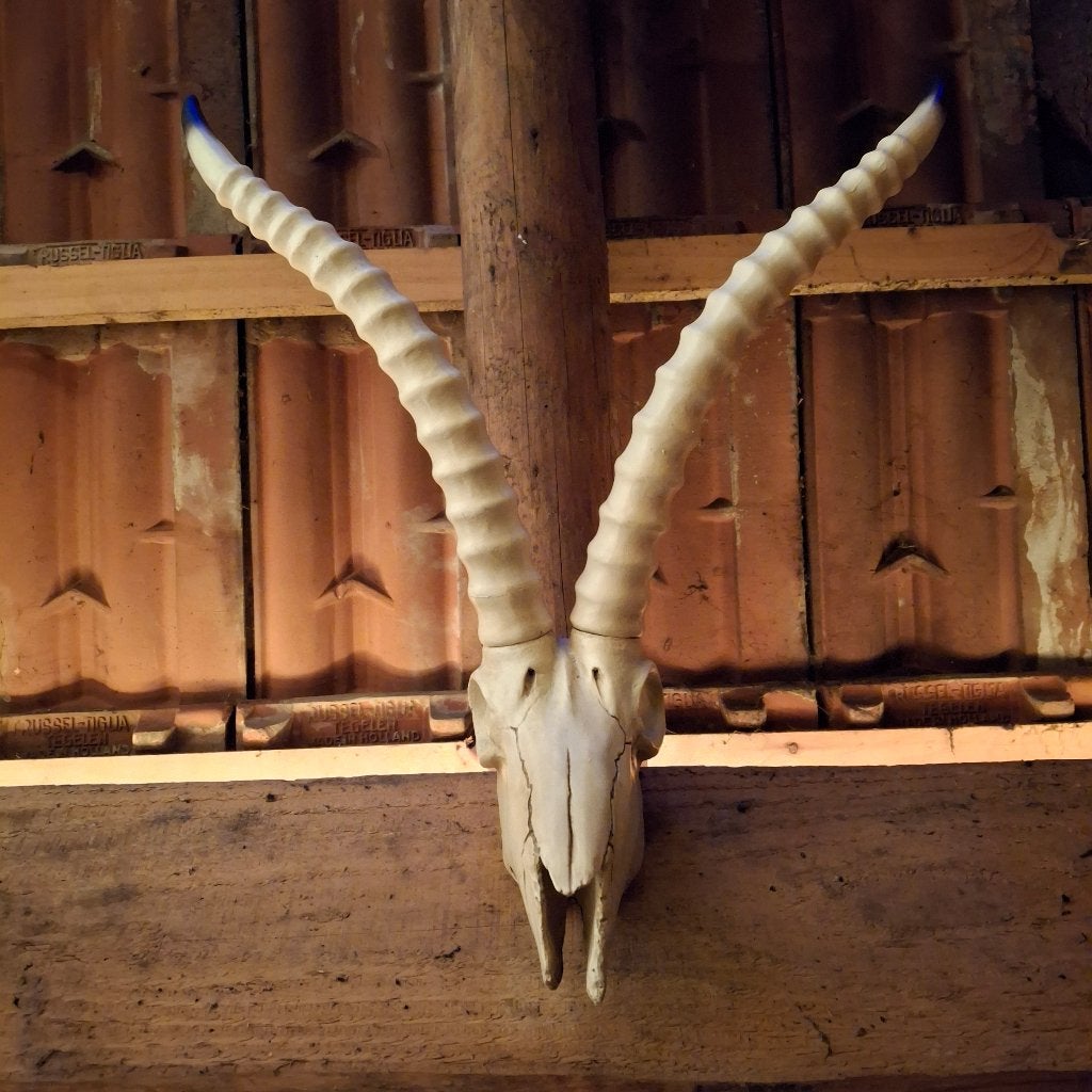Schaap schedel - Imitatie schedels, Verzamelen, Ophalen of Verzenden, Nieuw, Wild dier, Schedel