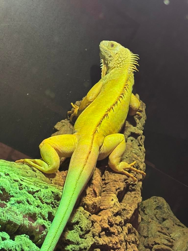Albino thaise leguaan, Slang, 0 tot 2 jaar