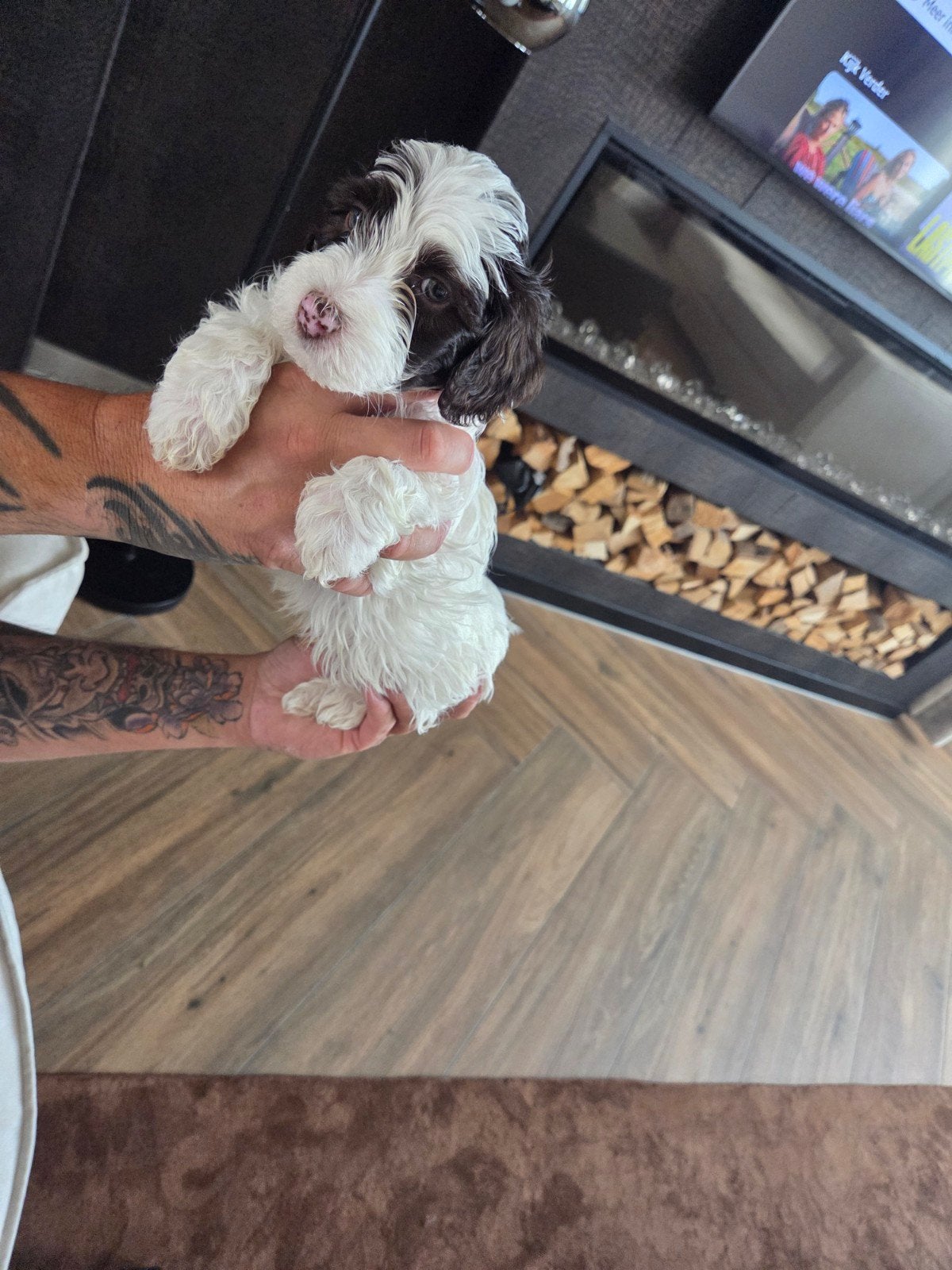 Pups, Parvo, Overige rassen, 8 tot 15 weken, Meerdere