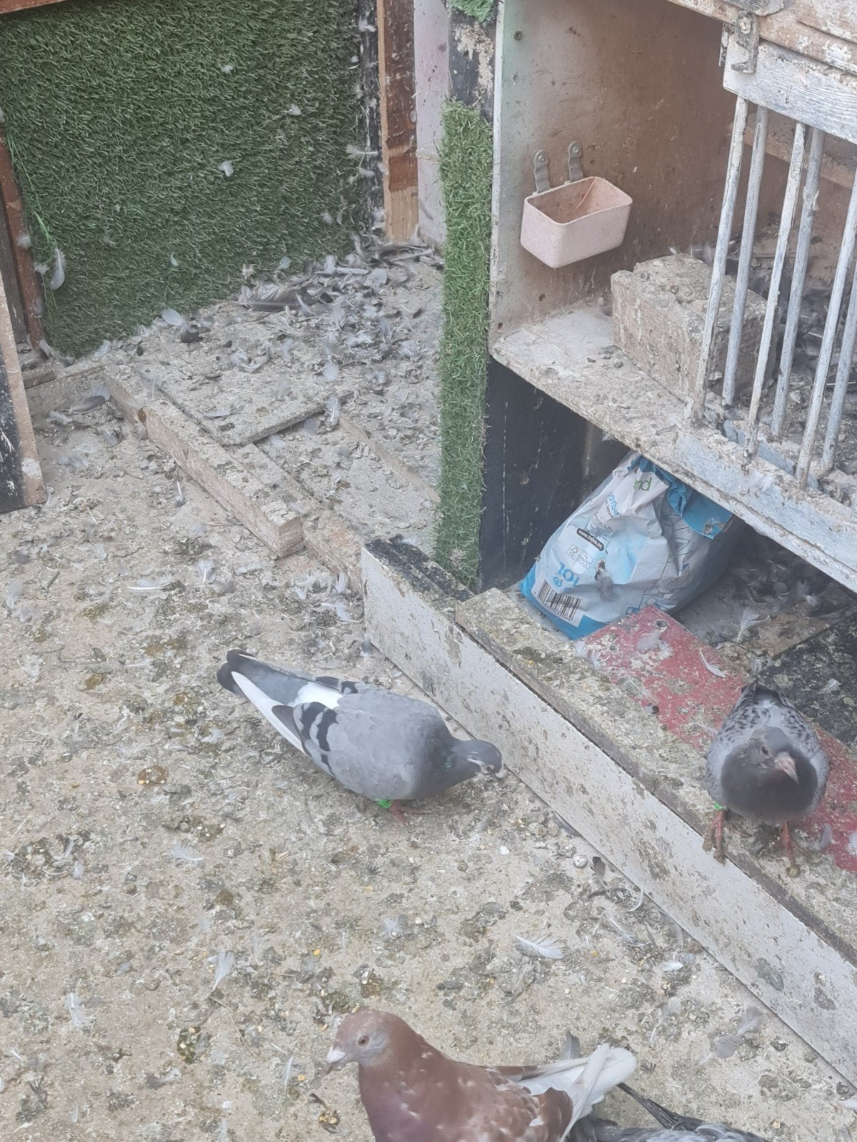 postduiven, Dieren en Toebehoren, Meerdere dieren, Gans of Zwaan