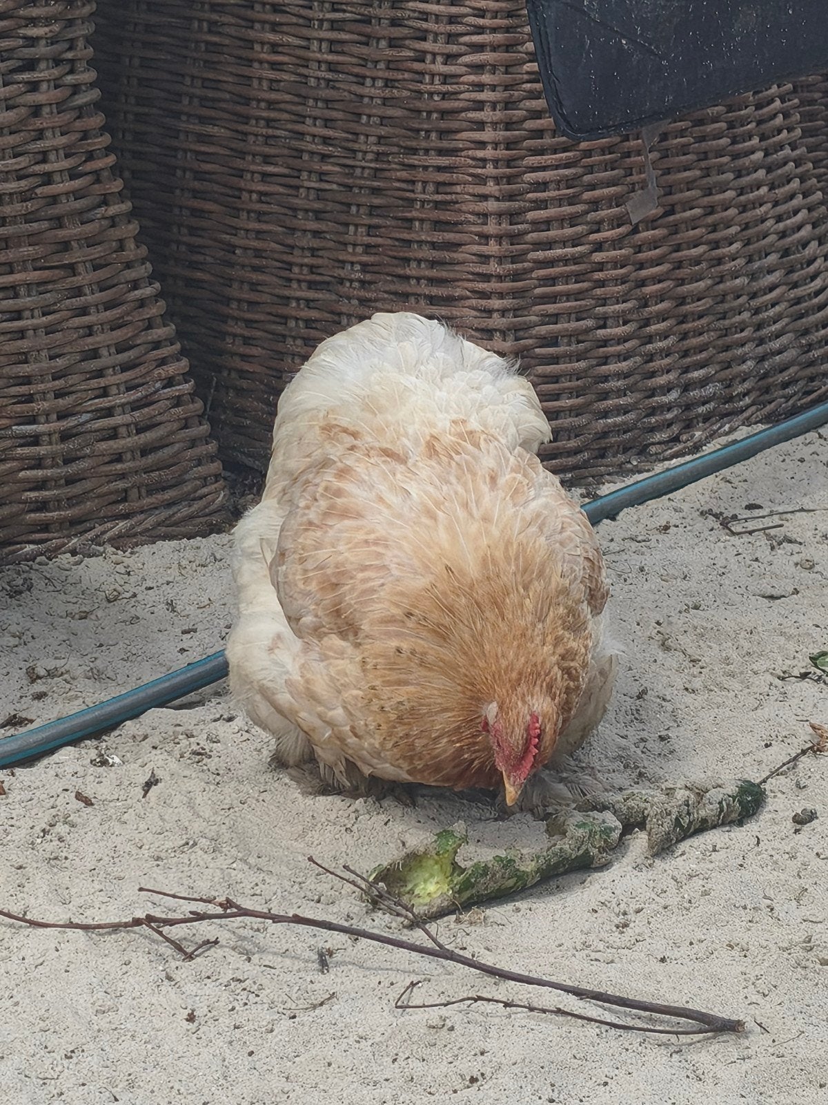 3 Cochin kriel hennen te koop, Dieren en Toebehoren, Vrouwelijk, Kip