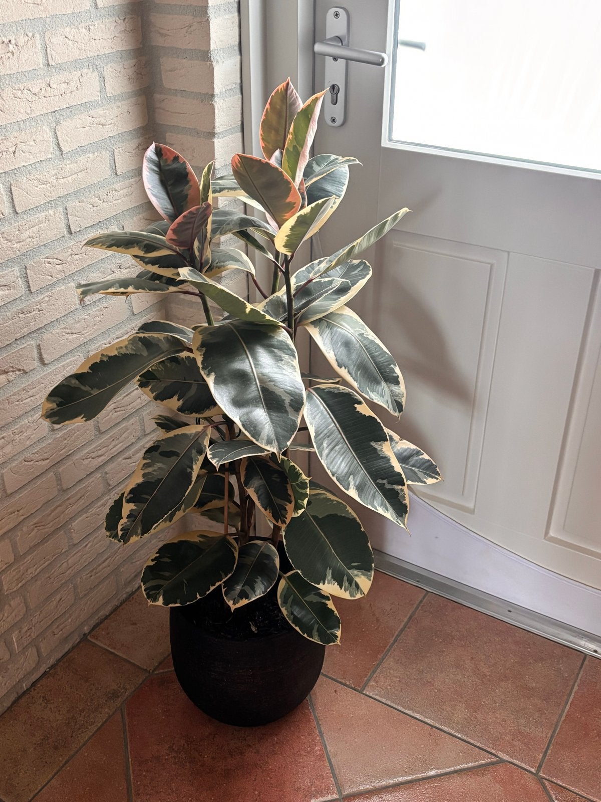 Prachtige Ficus Elastica Tineke - Rubberplant, Huis en Inrichting, Kamerplanten, Ophalen, Ficus, 100 tot 150 cm, Halfschaduw