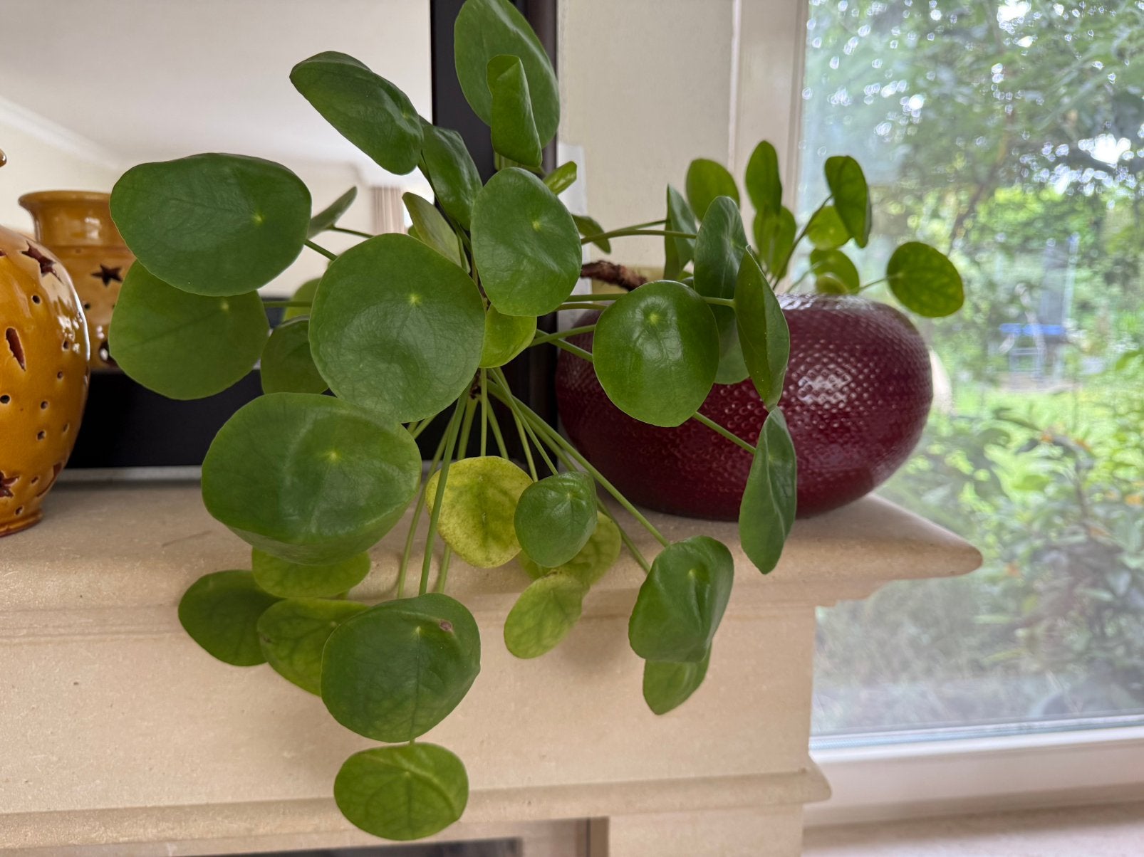 Kamerplant met mooie vaas, Ophalen, Halfschaduw, Minder dan 100 cm