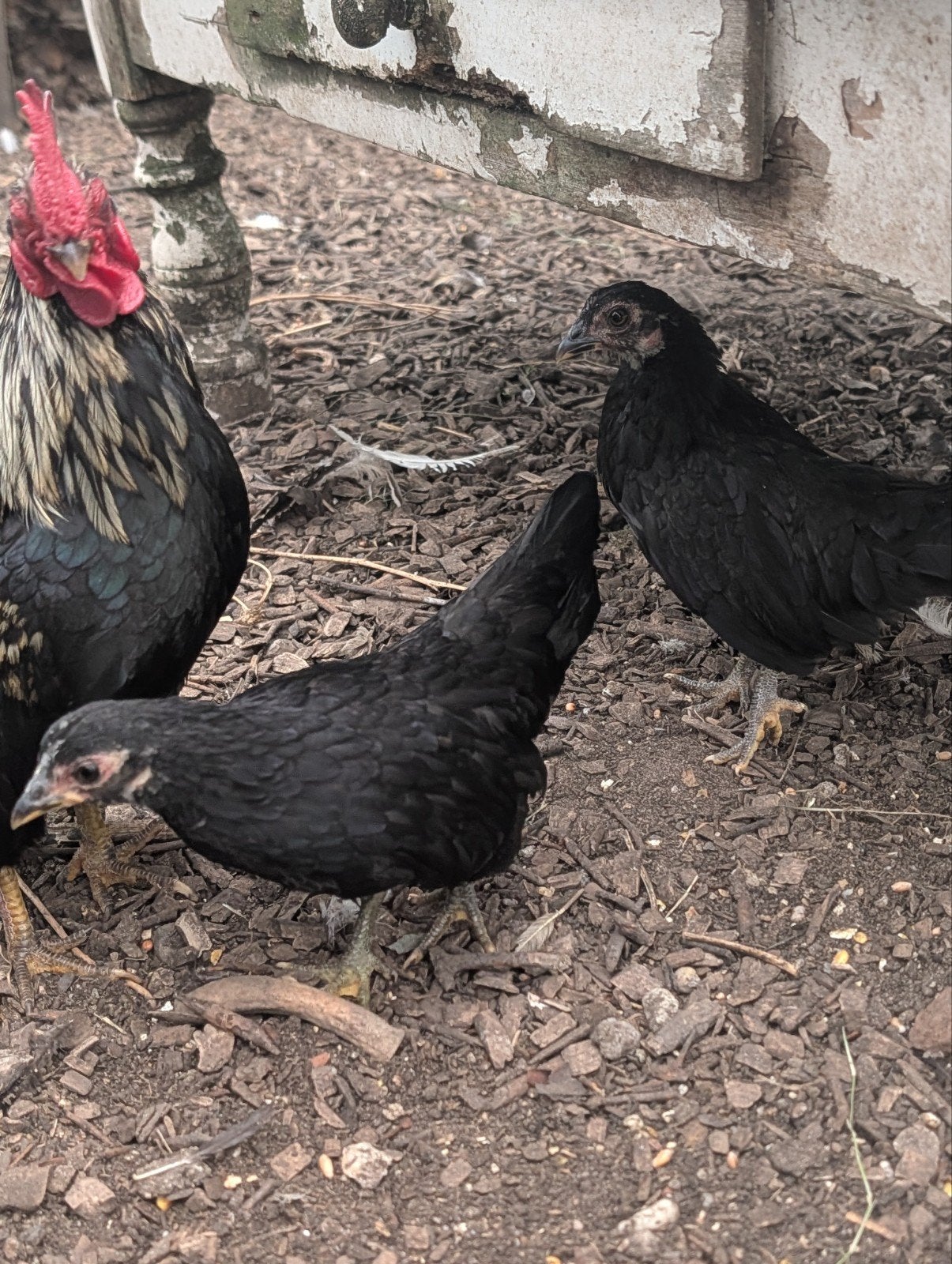 Trio serama's haan met 2 hennen., Dieren en Toebehoren, Meerdere dieren, Kip