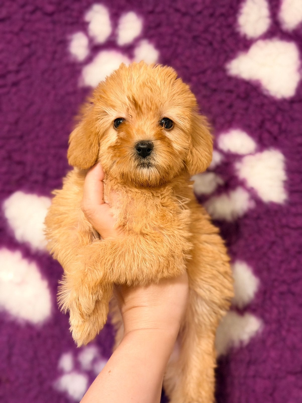 Mini labradoodle/mini doodles te koop! Wij mogen verhuizen!, Dieren en Toebehoren, Overige rassen, CDV (hondenziekte), 8 tot 15 weken