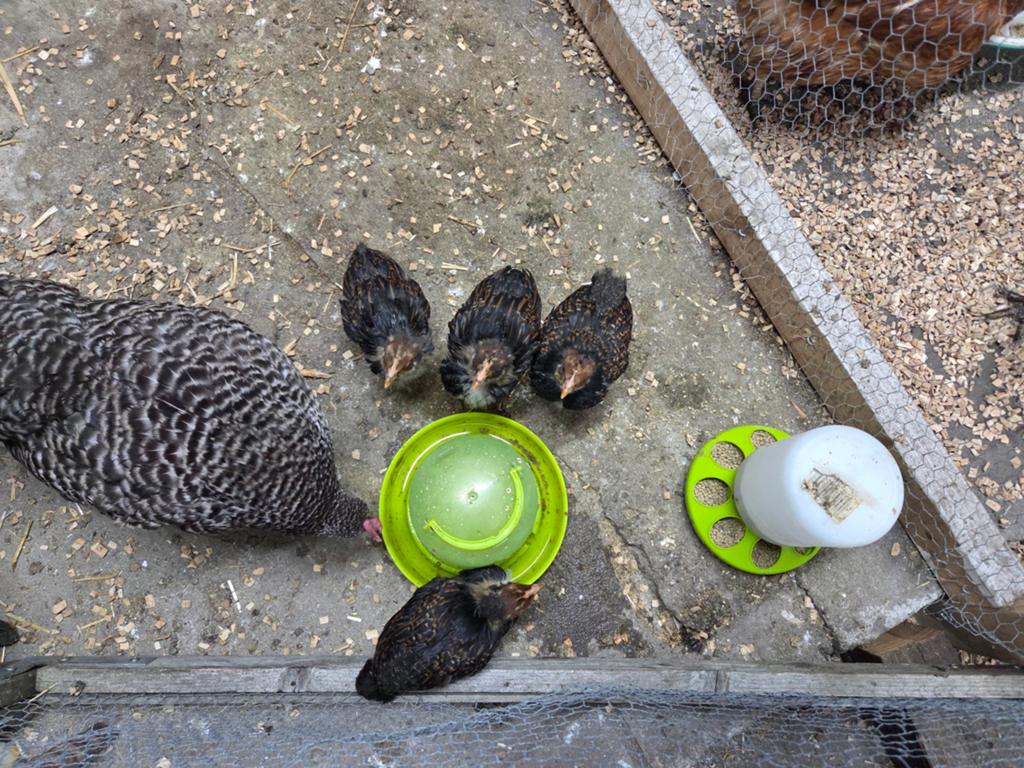 Gratis Drie Barnevelder kuikens; 3 hanen, Dieren en Toebehoren, Meerdere dieren, Kip